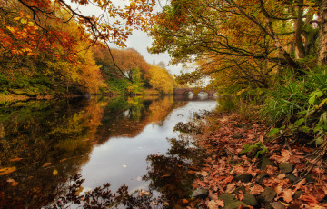 Картинка природа реки озера река лес