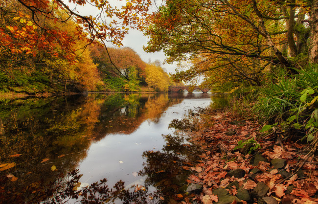 Обои картинки фото природа, реки, озера, река, лес