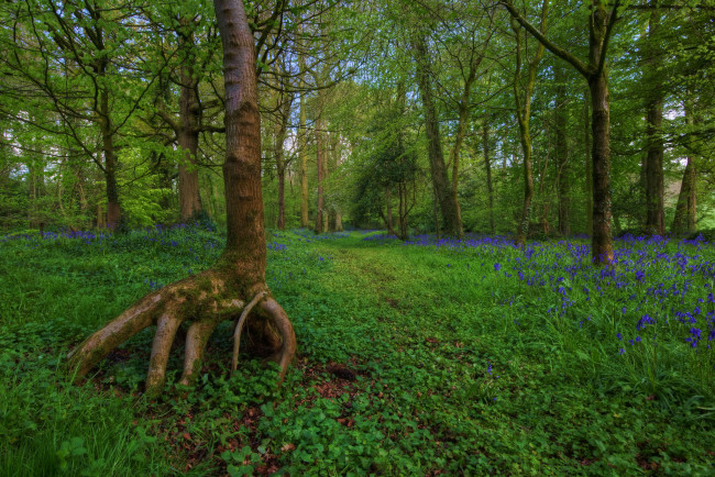 Обои картинки фото природа, дороги, трава, лес, тропинка