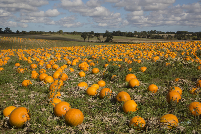 Обои картинки фото природа, поля, поле, тыквы
