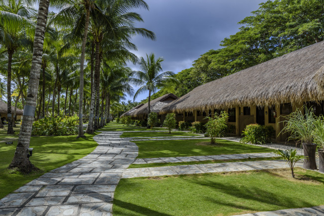 Обои картинки фото природа, тропики, пальмы