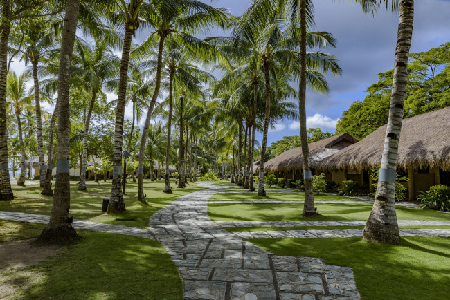 Обои картинки фото природа, тропики, пальмы