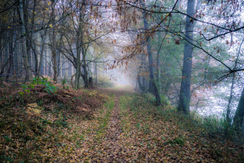 Картинка природа дороги деревья лес