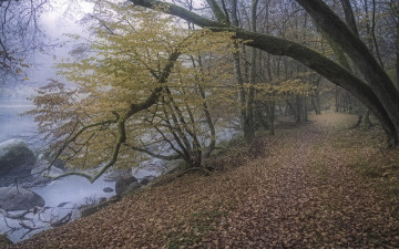 Картинка природа дороги дорога лес