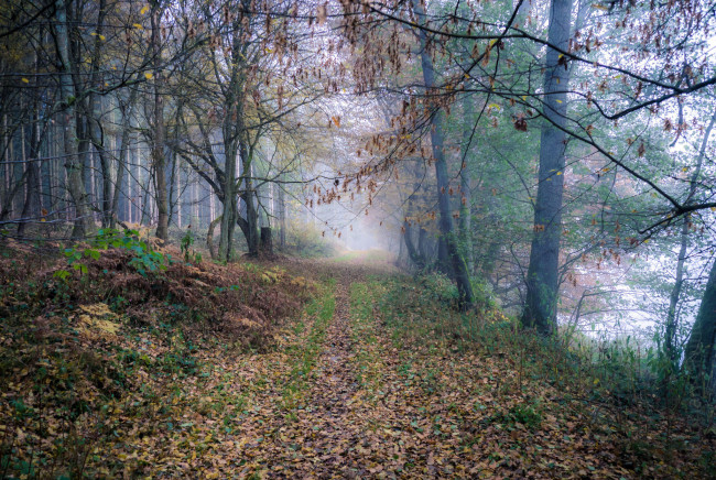 Обои картинки фото природа, дороги, деревья, лес