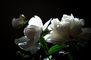 Картинка цветы пионы белые фон