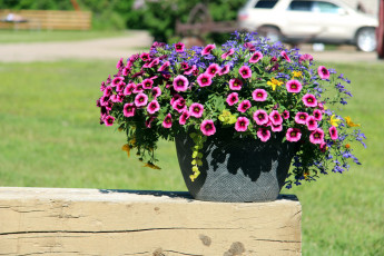 Картинка цветы разные+вместе калибрахоа бархатцы