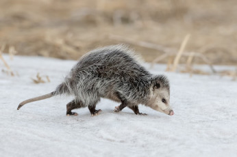Картинка opossum животные опоссумы опоссум опоссумовые зверёк мех хвостик мордочка млекопитающие