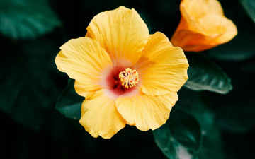 Картинка цветы гибискусы макро