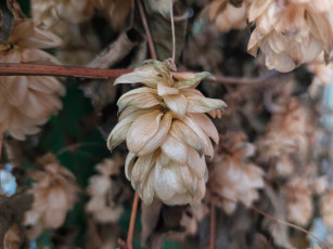 обоя природа, другое, хмель