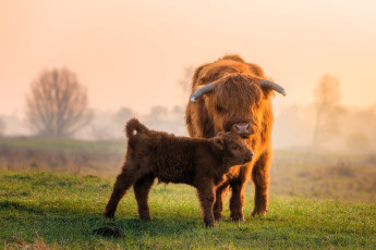 обоя животные, коровы,  буйволы, бычки, шерсть, лужайка, туман, деревья