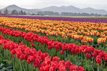 обоя цветы, тюльпаны