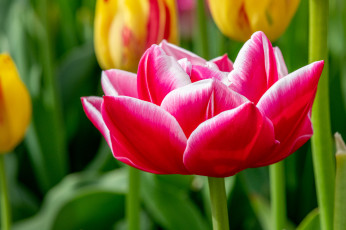 обоя цветы, тюльпаны