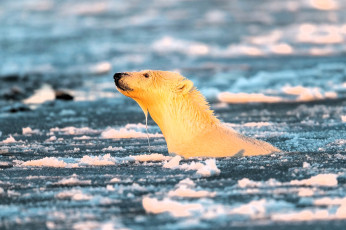 обоя животные, медведи, медведь, белый, голова, море, лед, шуга