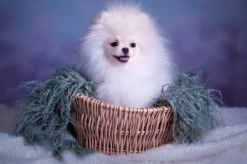 обоя животные, собаки, собака