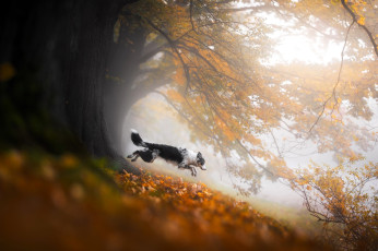обоя животные, собаки, собака, бордер-колли, деревья, листья, осень, кусты, туман