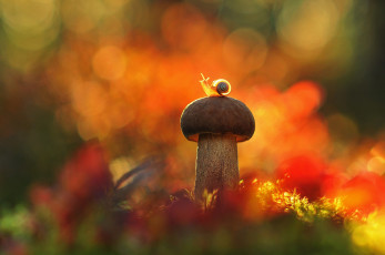 обоя животные, улитки, гриб