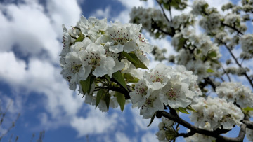 обоя цветы, цветущие деревья ,  кустарники