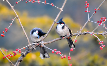 Картинка животные птицы пара ветки дерево ягоды