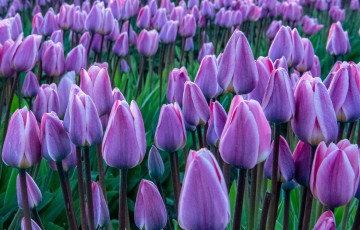 Картинка цветы тюльпаны