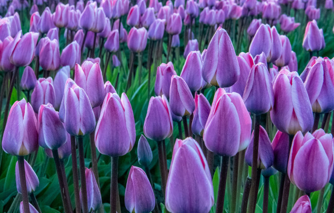 Обои картинки фото цветы, тюльпаны