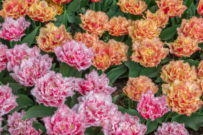 Обои картинки фото цветы, тюльпаны