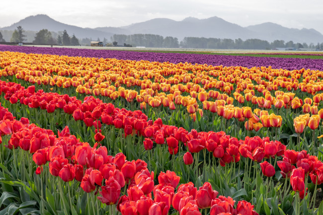 Обои картинки фото цветы, тюльпаны