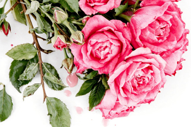 Обои картинки фото рисованное, цветы, розы, розовые, листья, бутоны