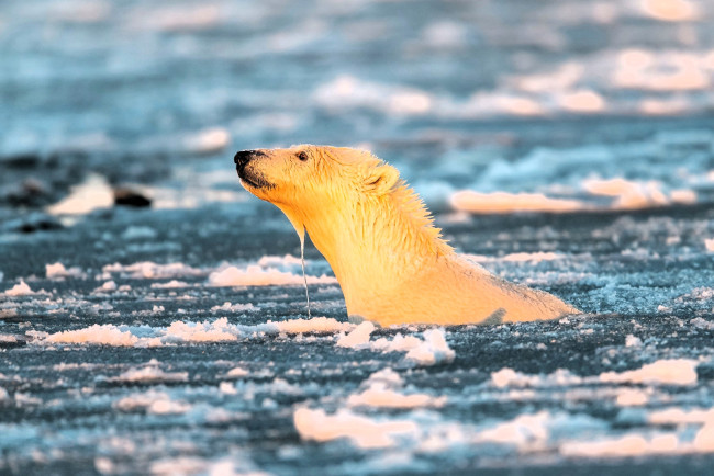 Обои картинки фото животные, медведи, медведь, белый, голова, море, лед, шуга