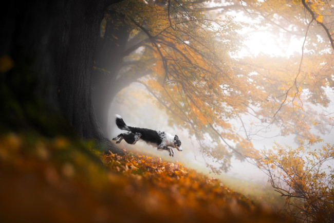 Обои картинки фото животные, собаки, собака, бордер-колли, деревья, листья, осень, кусты, туман