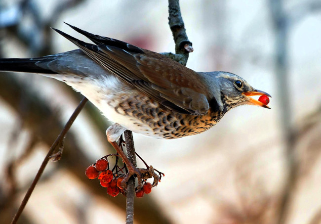 Обои картинки фото животные, птицы, птица, дрозд, ветка, дерево, ягоды, рябина