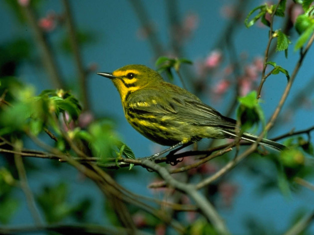 Обои картинки фото животные, птицы