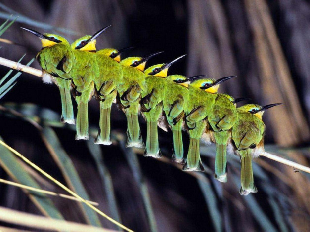 Обои картинки фото животные, щурки, пчелоеды