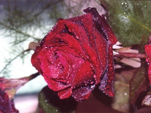 Картинка цветы розы