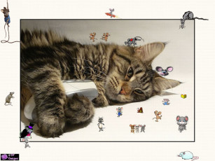 Картинка животные коты