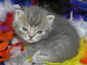 Картинка животные коты