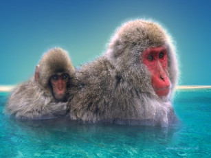 Картинка животные обезьяны