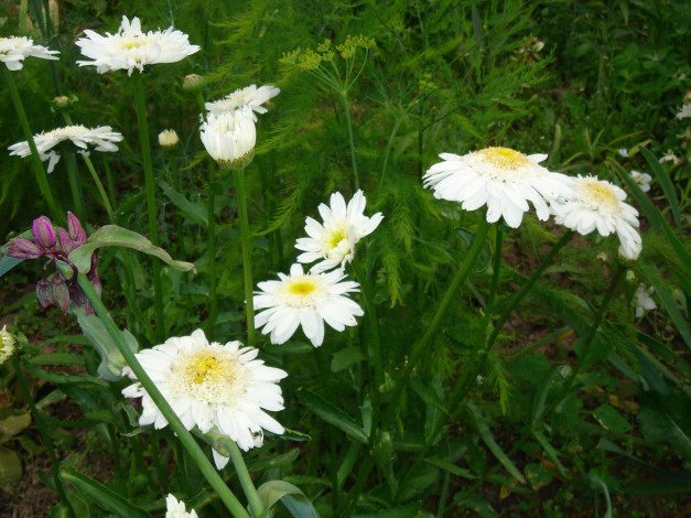 Обои картинки фото росва, цветы, ромашки