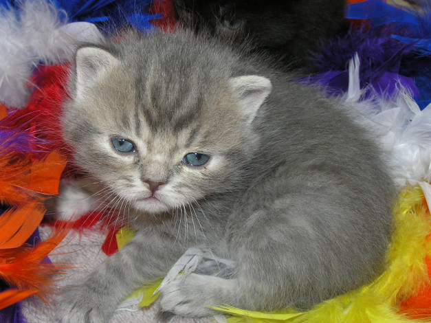 Обои картинки фото животные, коты