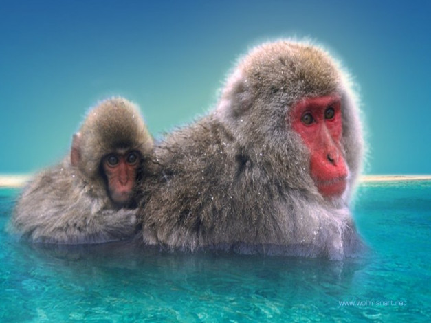 Обои картинки фото животные, обезьяны