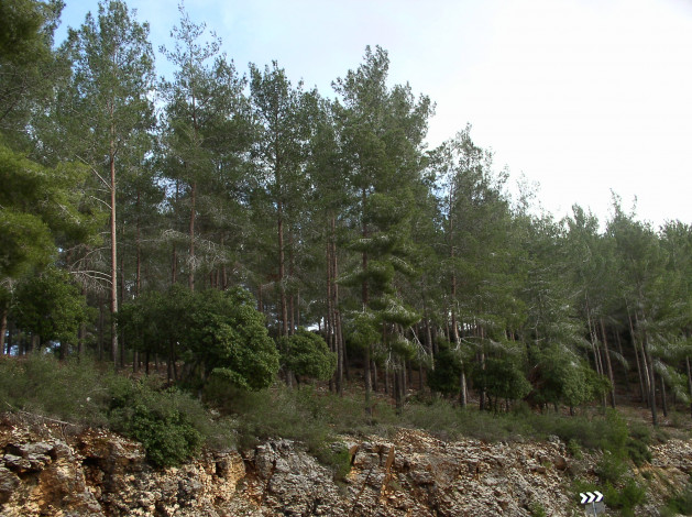 Обои картинки фото природа