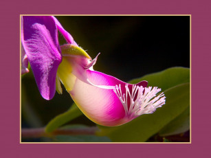 Картинка цветы