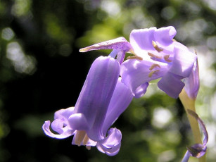 Картинка цветы колокольчики