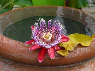 Картинка цветы пассифлора