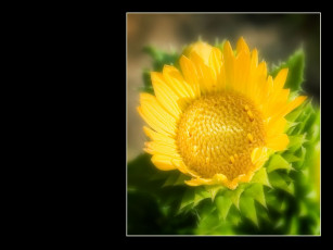 Картинка цветы подсолнухи