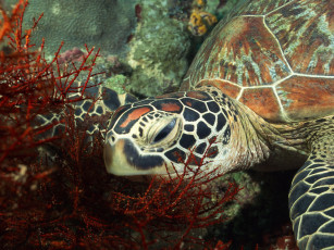 Картинка животные Черепахи