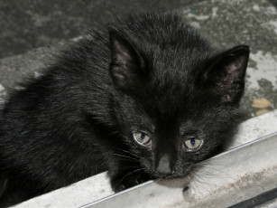 Картинка животные коты