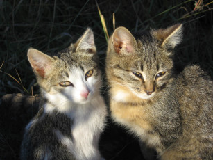 Картинка животные коты