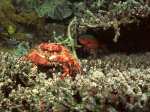 Картинка животные крабы раки