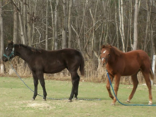 Картинка животные лошади